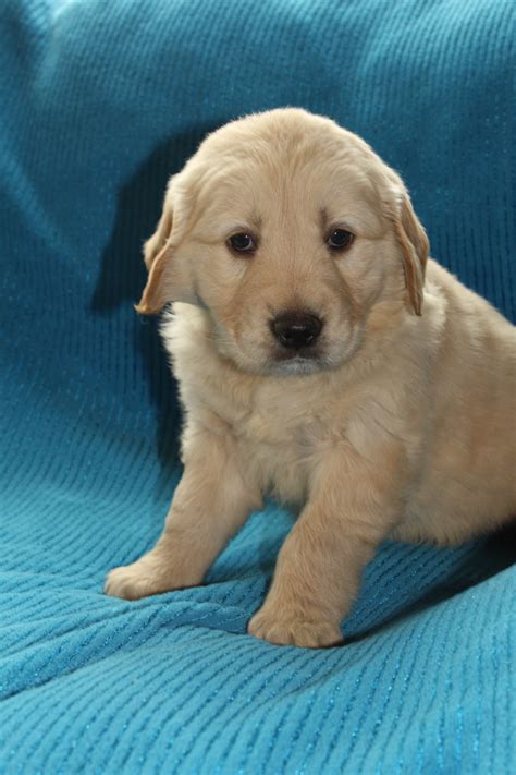 Golden Retriever Puppies For Sale Plummer Id 274692
