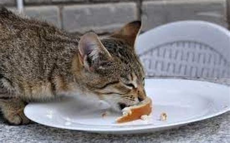 Apakah Kucing Boleh Makan Roti Tawar Dan Gandum