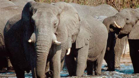 Lift The Hunting Ban Save Botswanas Elephants