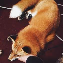 A Person Is Petting A Fox On The Floor