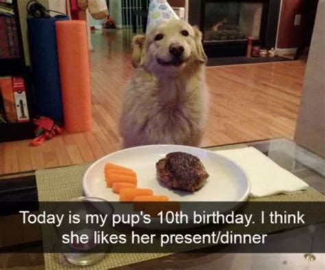 22 Dog Pics And Memes To Brighten Up Your Day Feels Gallery Ebaums