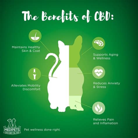Cbd oil improves your cat's coat and revives its natural shiny nature. Must Have CBD Treats And Oils For Your Pets This Holiday ...