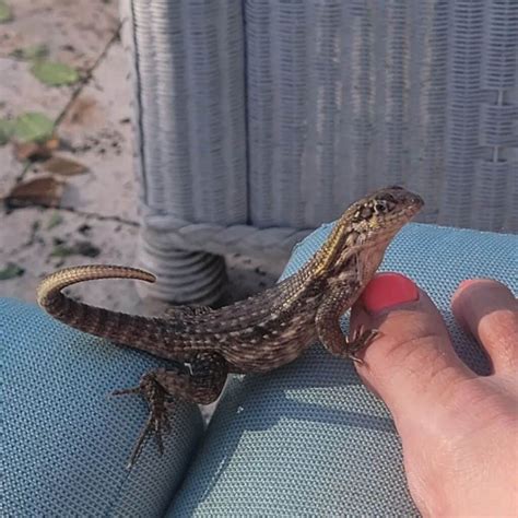 Curly Tail Lizard Learn About Nature