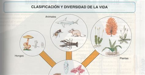 Biología Para Zanakas 7 Tema 2 Diversidad Biológica Clasificación