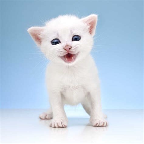 Image Detail For Cute Open Mouthed Smiling Little Kitten Kitten