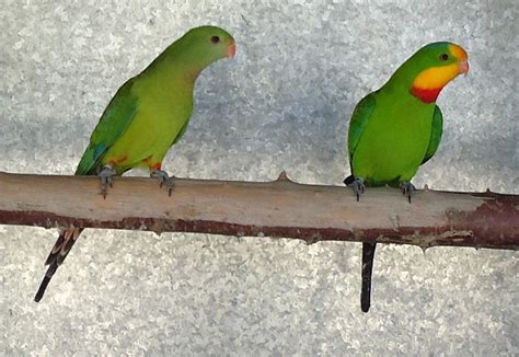 différences entre un perroquet mâle et femelle