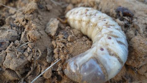 Close Up Of Two White Grubs Lying On The Dirt Compost Background Stock
