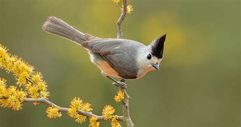 Black Crested Titmouse Identification All About Birds Cornell Lab Of