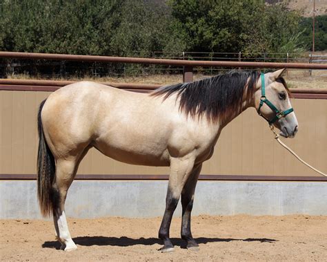 Looking for a buckskin horse at least 15 hands high broke wtc i'm a beginner so looking for a safe beginner horse can be anywhere in canada iso beginner friendly horse for sale, lease, part board or free lease. Performance Quarter Horses for Sale - Performance Horse Sales - Cal Poly, San Luis Obispo
