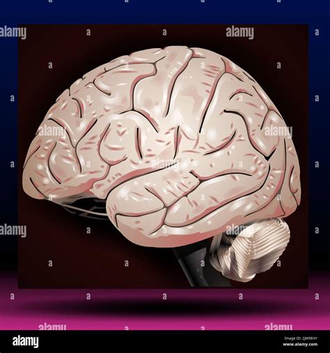 Real Human Brain Anatomy Hi Res Stock Photography And Images Alamy