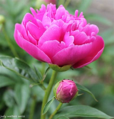 Pretty Pink Peony Garden Hometalk