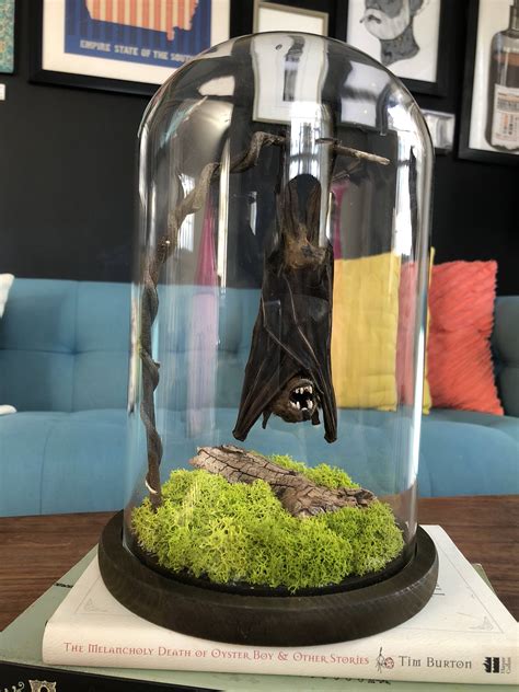 Mummified Taxidermy Fruit Bat In Bell Jar Display Caseglass Etsy