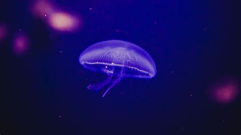 Download Wallpaper 2560x1440 Jellyfish Underwater World Phosphorus