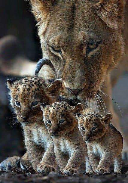 Big Cats Cats And Kittens Cute Cats Nature Animals Animals And Pets