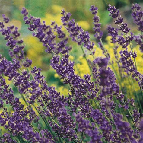 Lavender Plants For Sale Online Lavandula Fragrant Easy To Grow Bulbs