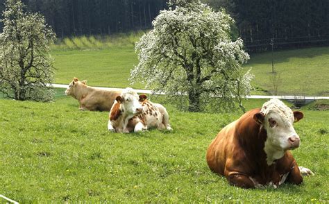 Fotos Gratis Césped Granja Prado Primavera Vaca Ganado Pastar