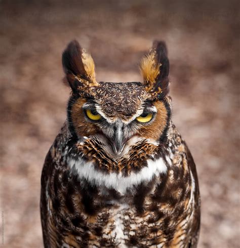 Great Horned Owl Closeup By Stocksy Contributor Brandon Alms Stocksy