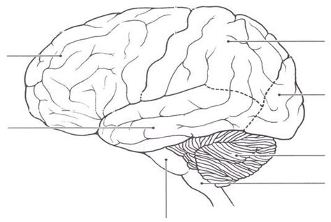Loudlyeccentric 32 Lobes Of The Brain Coloring Sheet