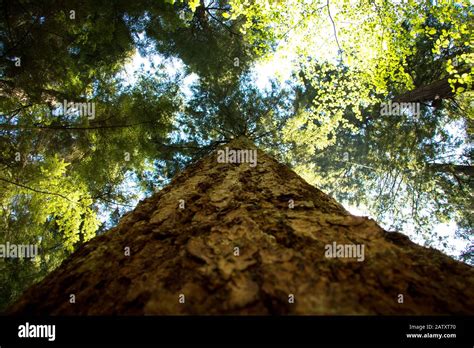 Tall Tree Forest Stock Photo Alamy