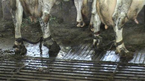Eu Dairy Farming Investigation Compassion In World Farming