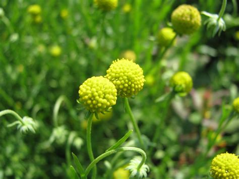 Gummibärchenblume Cephalophora Aromatica Ananasblume Heilpflanze