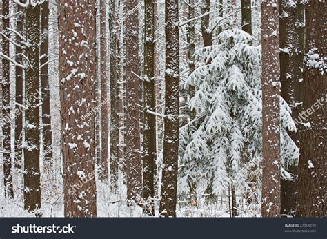 Winter Red And White Pine Forest With Fresh Dusting Of Snow Yankee