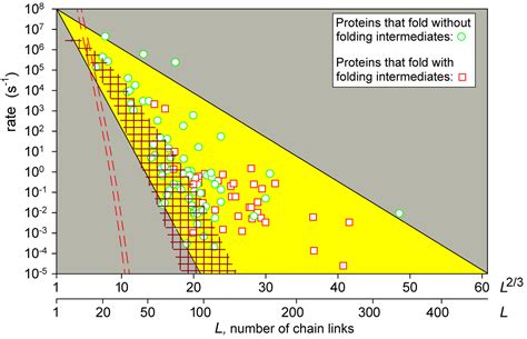 Leguminoasele, aproape toate soiurile de nuci şi soia. Two views on the protein folding puzzle - Atlas of Science