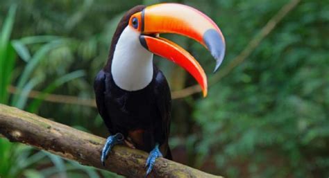 What animals live in the jungle? List | Detail | Examples | Pictures