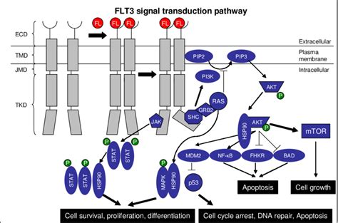 Flt Receptor Monomer Is Composed Of An Extracellular Domain Ecd A