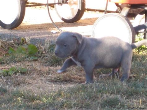 Ukc Blue Nose Pitbull Puppies Price 800 For Sale In Vancouver