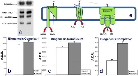 Activity Of Mitochondrial Complex I Ci Complex Iv Civ And Complex