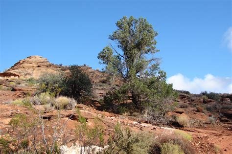 Red Cliffs Desert Reserve Pinyon Pine