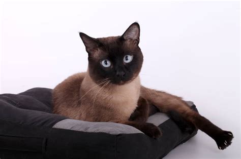 Do Siamese Cats Hypoallergenic Cat Meme Stock Pictures And Photos