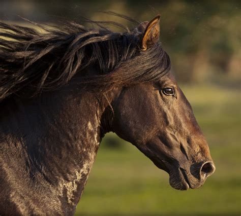 32 Beautiful Horse Photography Wildlife Photography