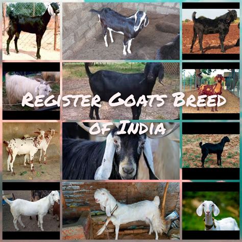 Indian Goat Breeds With Name