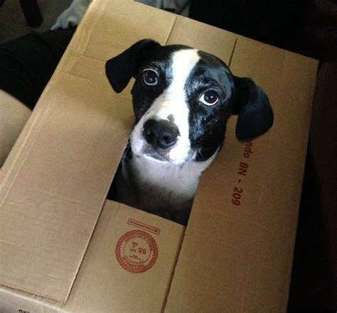 Its A Dog In A Box Aww