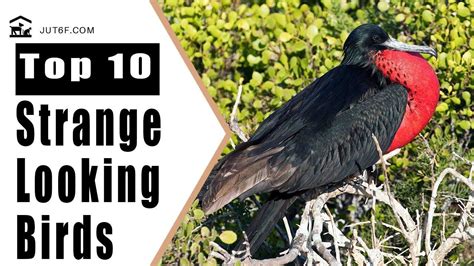 Top 10 Most Strange Looking Birds In The World With Images Birds Bird Species 10 Things