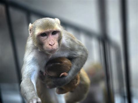 Worlds First Human Monkey Hybrid Created In China Scientists Reveal