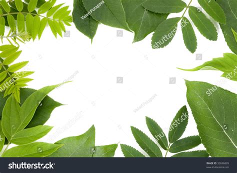 Fresh Green Leaves Border On White Background Stock Photo 32696899