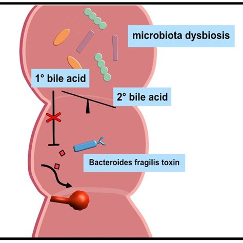 Pdf Bile Acids And Microbiota Multifaceted And Versatile Regulators