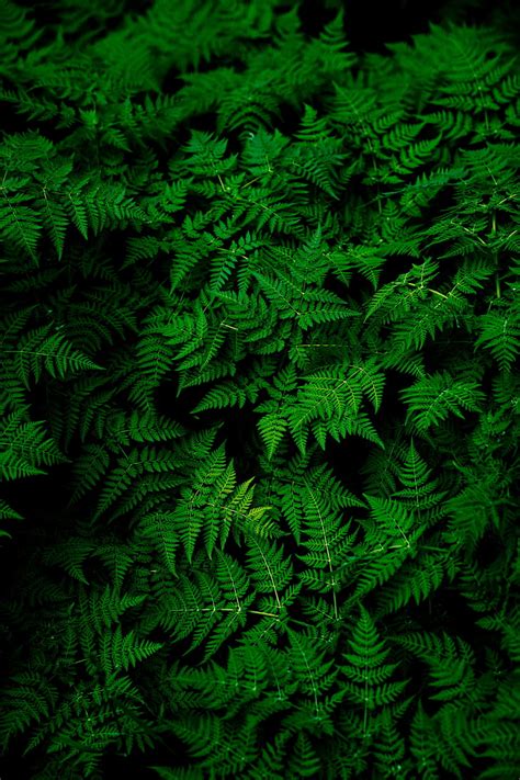 Hd Wallpaper Green Leafed Plant Nature Plants Ferns Macro Leaves