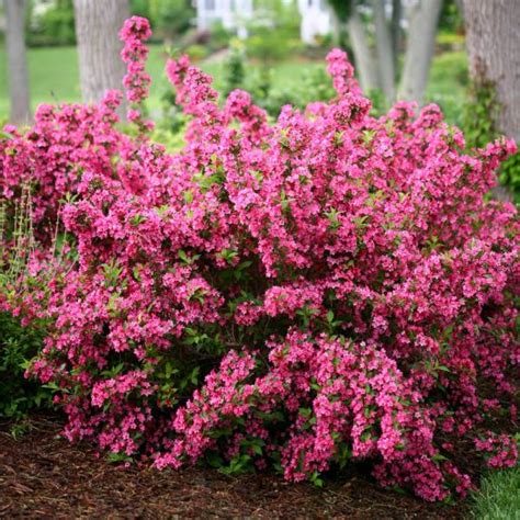 29 Beautiful Bushes With Pink Flowers Pink Flowering Shrubs