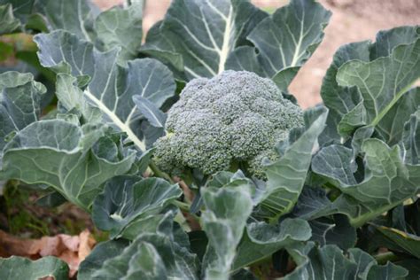 Here Is The Best Time To Harvest Broccoli In Ohio 2023 Guide The