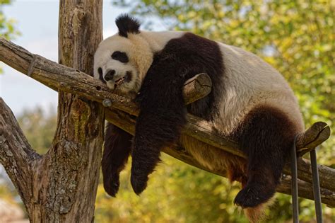 Guillaume souvant, afp | panda cub yuan meng and its mother huan huan explore their new the small male cub, who is kept at the beauval zoo about 250 kilometres south of paris, is the first. Photo of Zooparc de Beauval - Panda - 2016 - 012
