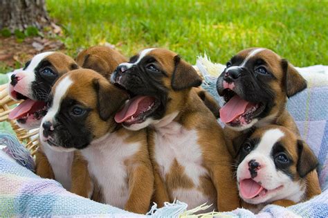 The Cutest Puppies In The World 18 Photos