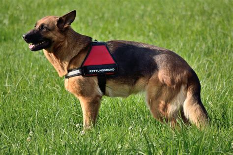 German Shepherd Service Dogs What You Need To Know