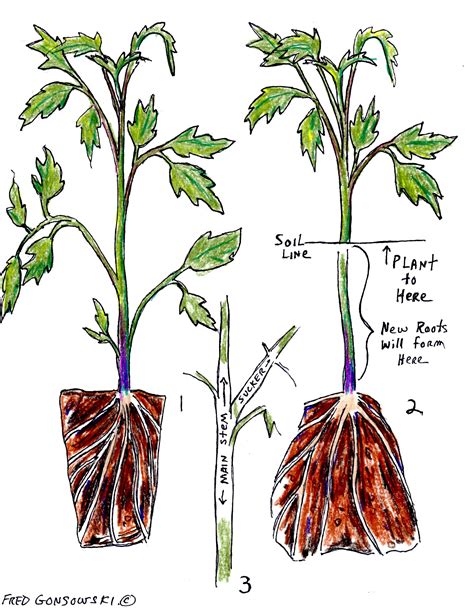 Tomato Plant Root System G4rden Plant