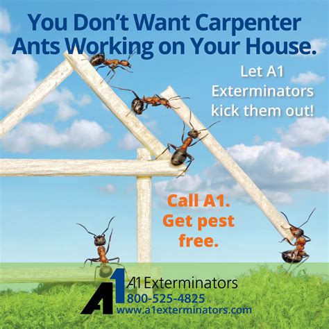 Get Rid Of Carpenter Ants A1 Exterminators