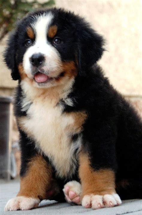 Berner Puppy Bernese Mountain Dog Puppy Puppies Cute Dogs