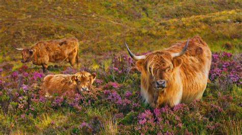 Scottish Wallpaper Highland Cattle Highland Cattle In A Field Of